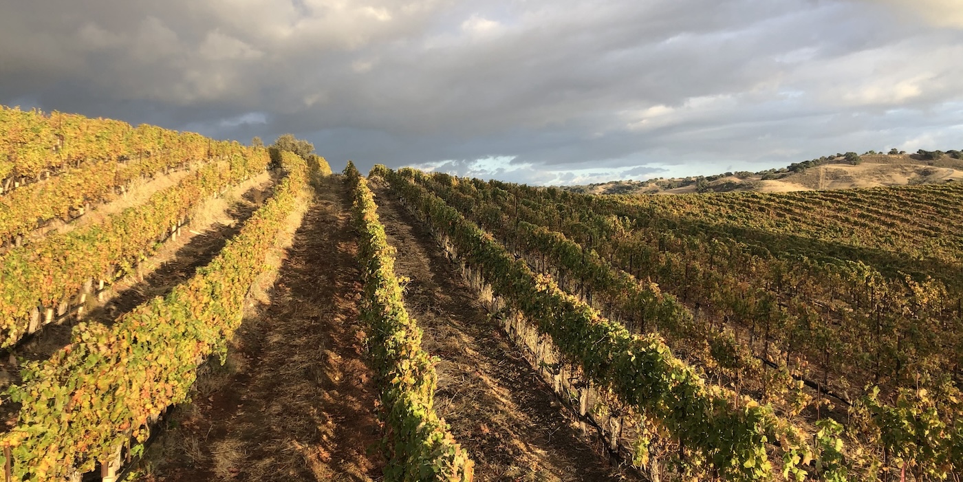 Dovecote Wines